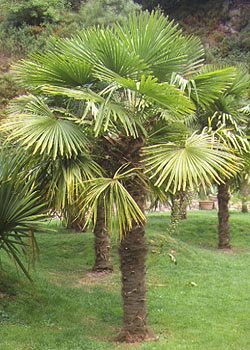 Voile d'hivernage sur palmier (CHAMAEROPS) - 13 messages