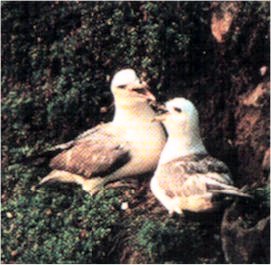 fulmarboreal.jpg (22788 octets)