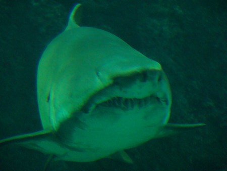 Le bassin des requins - Océanopolis